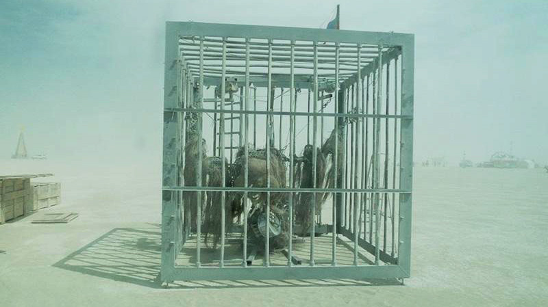Orangutan