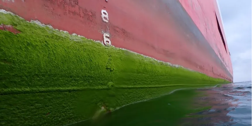 Biofouling